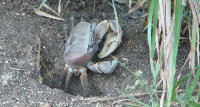 Coconut crabs by the hundreds © BW Media